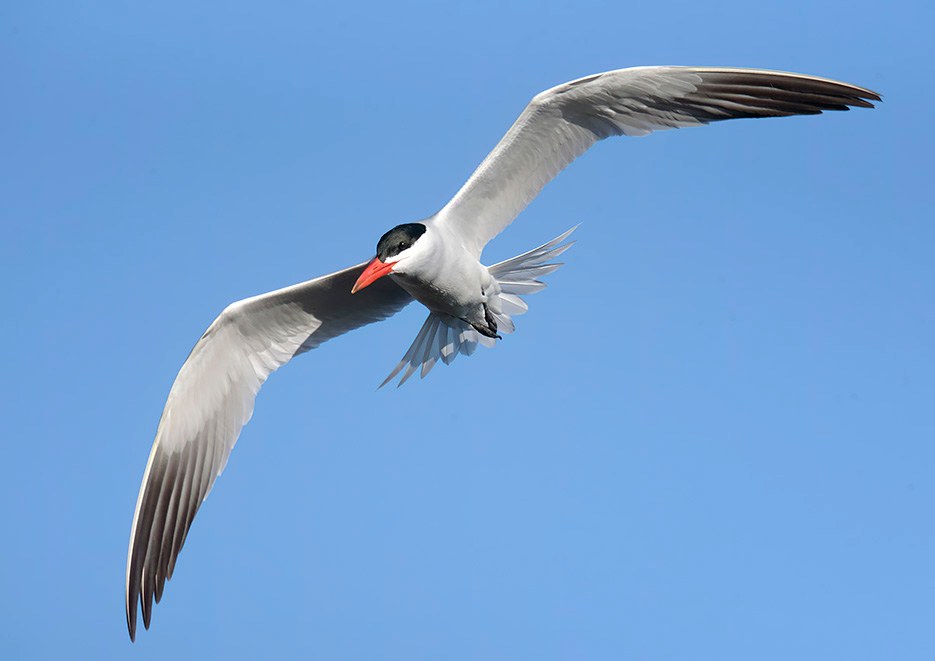 Caspian Bird mid-flight